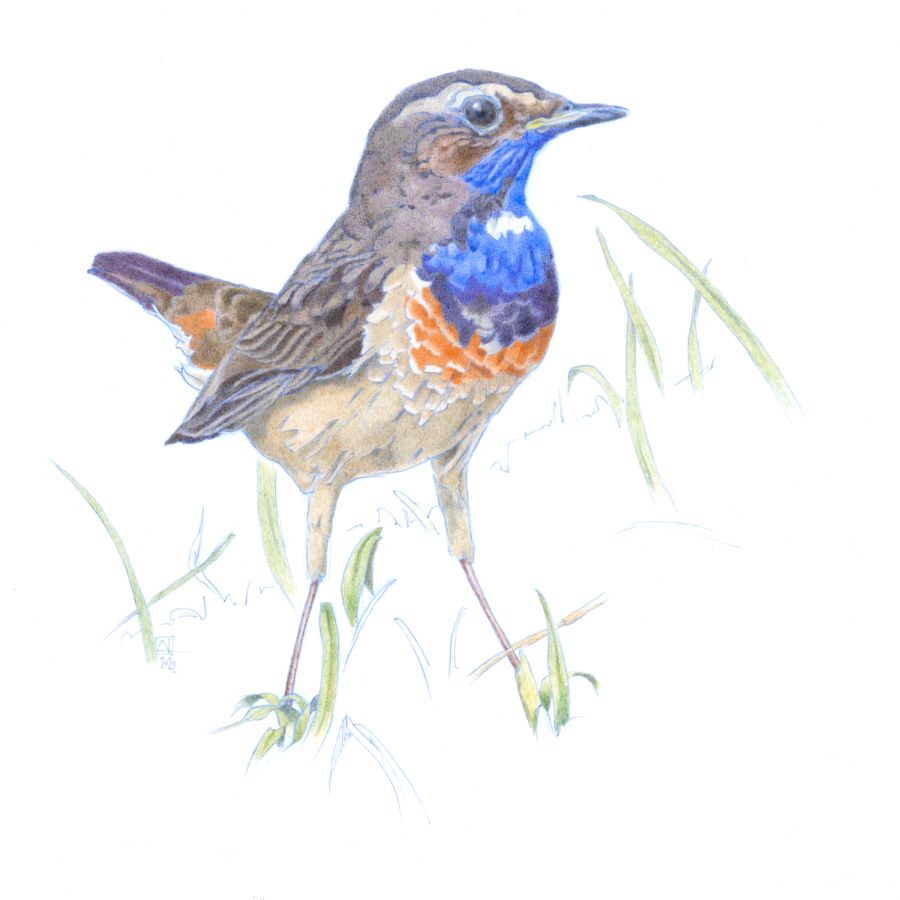 Gorgebleue à miroir