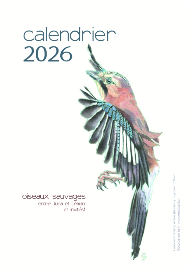 calendrier 2026 oiseaux sauvages mural