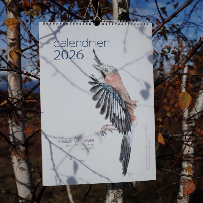 calendrier 2026 oiseaux sauvages mural