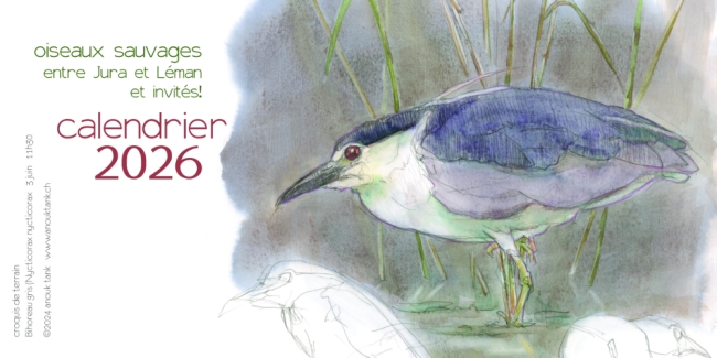 calendrier 2026 oiseaux sauvages de table