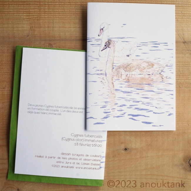 carte voeux oiseaux #44